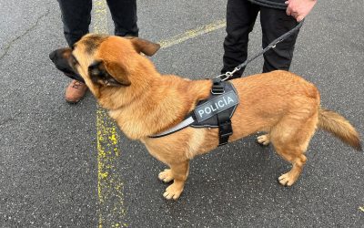 La Policía Local de Astorga hace un control de drogas en el Instituto con apoyo de una unidad canina