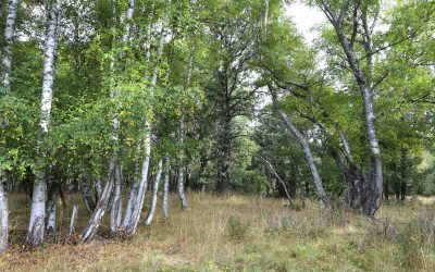 ‘Fantástico Bosque’ finaliza tras mejorar 140 hectáreas de hábitats en Valdavido (León) con la participación de 800 personas