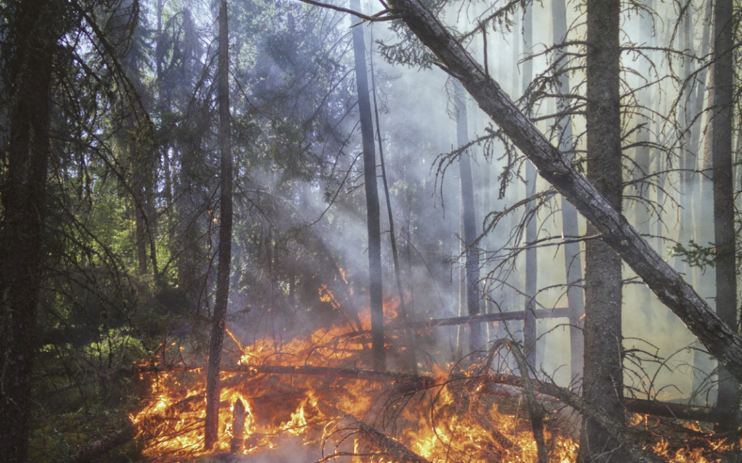 La Junta de Castilla y León concede otro paquete de 60 ayudas de 500 euros para familias desalojadas por los incendios