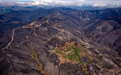 Ecologistas en Acción recurrirá la reapertura de la caza y la ganadería en montes calcinados de León