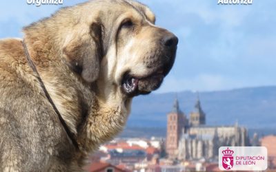 Astorga acoge el 23 de mayo una prueba del campeonato nacional del mastín español en el parque del Melgar