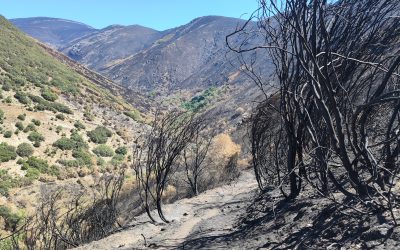 La Junta bloquea el acceso a los informes que avalan la legalidad de la caza y la ganadería en zonas incendiadas”