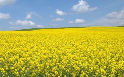 Comienza a cotizar la colza en la Lonja Agropecuaria de León