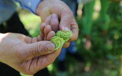 La Diputación concede una ayuda de 25.000 euros a Carrizo para el proyecto ‘Cultivar culturas, ecologías del lúpulo’