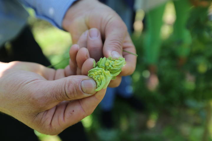 La Diputación concede una ayuda de 25.000 euros a Carrizo para el proyecto ‘Cultivar culturas, ecologías del lúpulo’