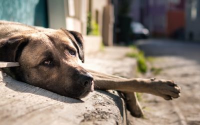 Los veterinarios advierten del riesgo de golpes de calor y deshidratación si no se protege a las mascotas de las altas temperaturas