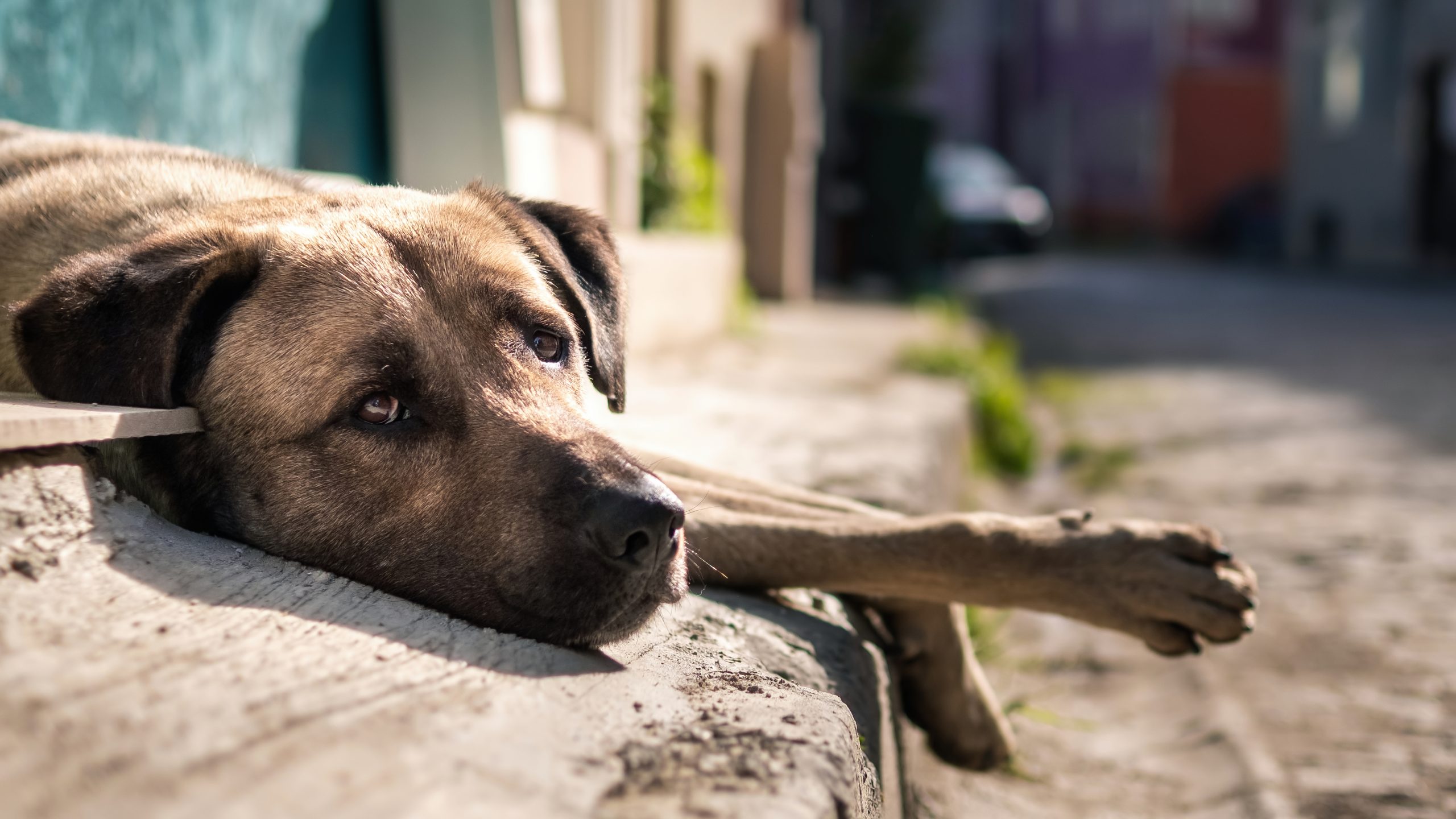 Los veterinarios advierten del riesgo de golpes de calor y deshidratación si no se protege a las mascotas de las altas temperaturas