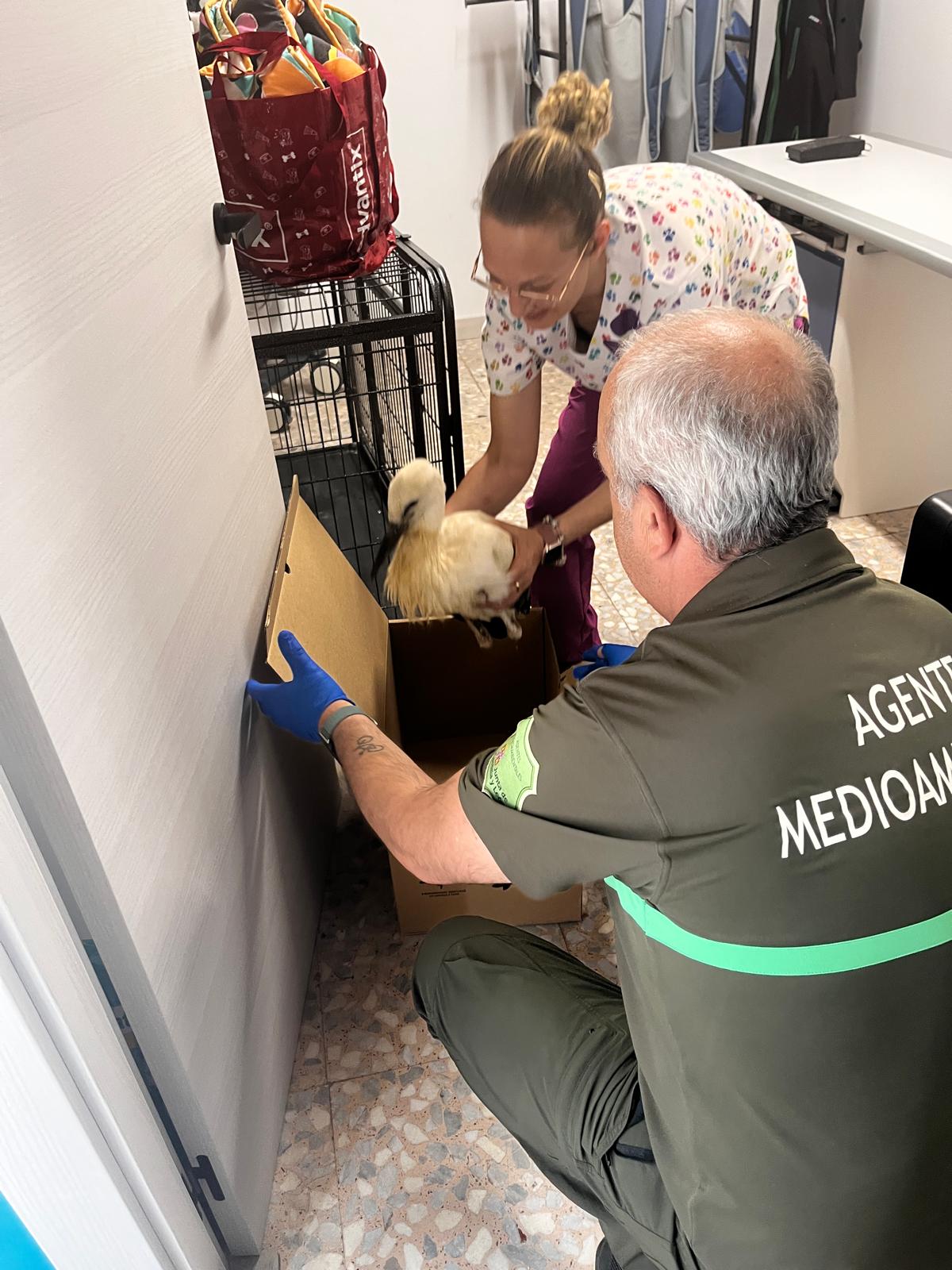 Un polluelo de cigüeña en Benavides de Órbigo deja ya 184 animales silvestres recogidos en la provincia de León
