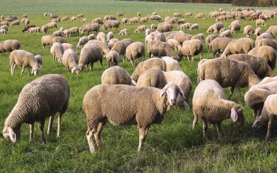 La Diputación de León convoca ayudas para la mejora genética del ovino de la raza Assaf