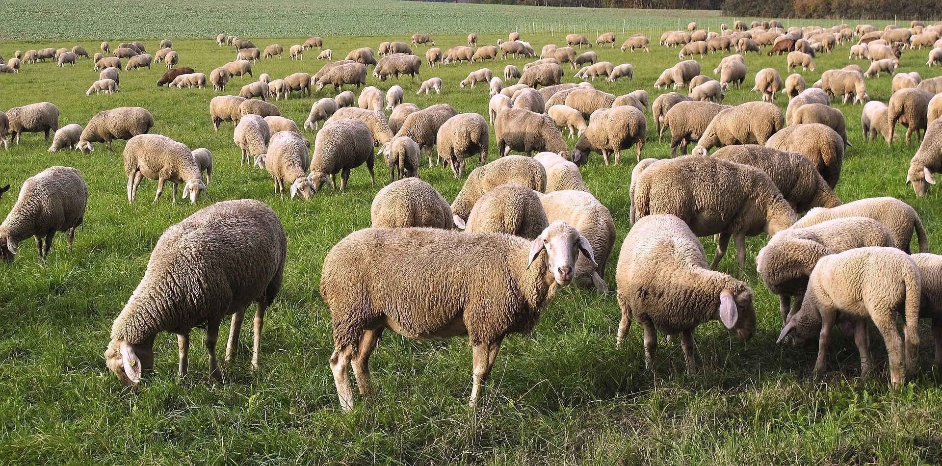 La Diputación de León convoca ayudas para la mejora genética del ovino de la raza Assaf