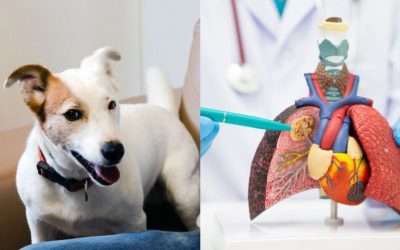 Biodogtor acerca a La Bañeza la detección del cáncer con perros entrenados