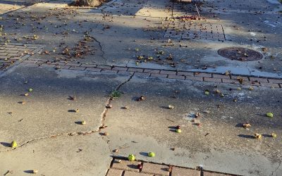 El PSOE de Astorga reclama retirar las castañas que dificultan el paso en la carretera de Sanabria