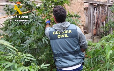 Desmantelado un grupo criminal dedicado al cultivo y distribución de marihuana en las comarcas de La Bañeza y Jamuz