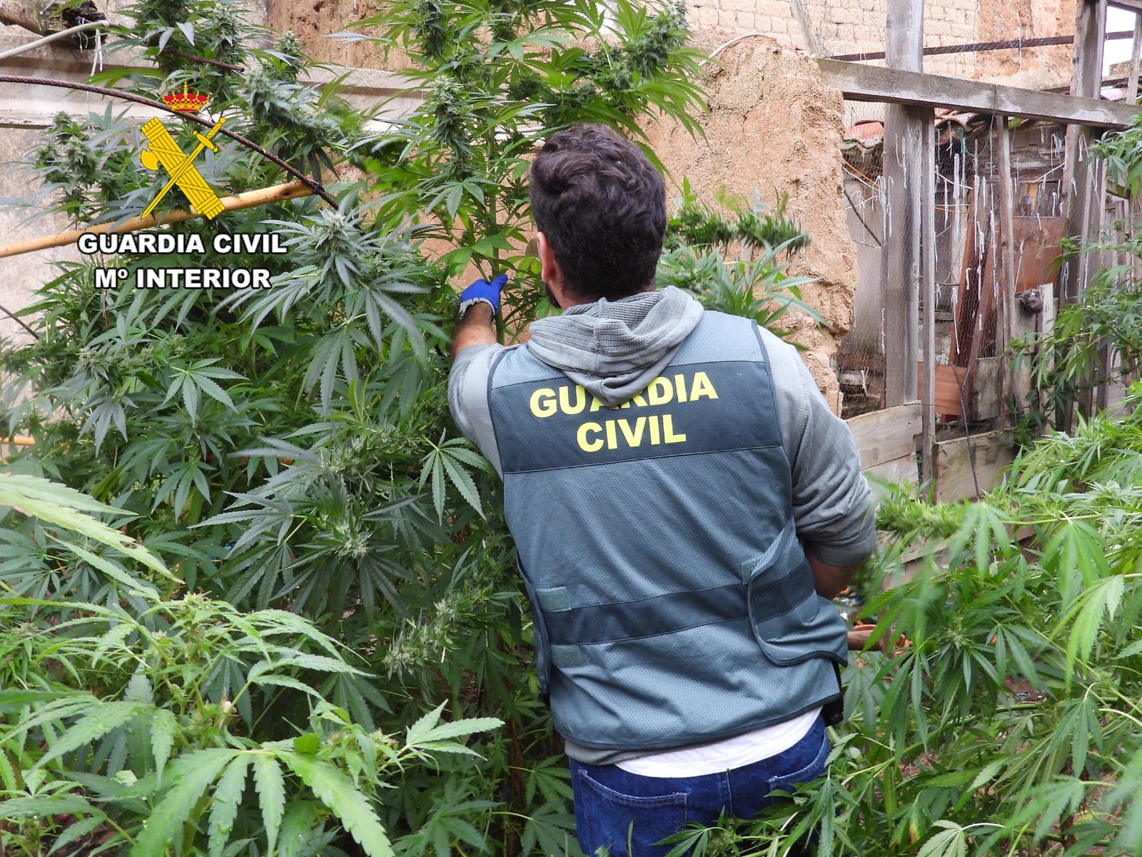 Desmantelado un grupo criminal dedicado al cultivo y distribución de marihuana en las comarcas de La Bañeza y Jamuz
