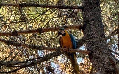 La asociación ornitológica bañezana intenta rescatar al guacamayo del Temple