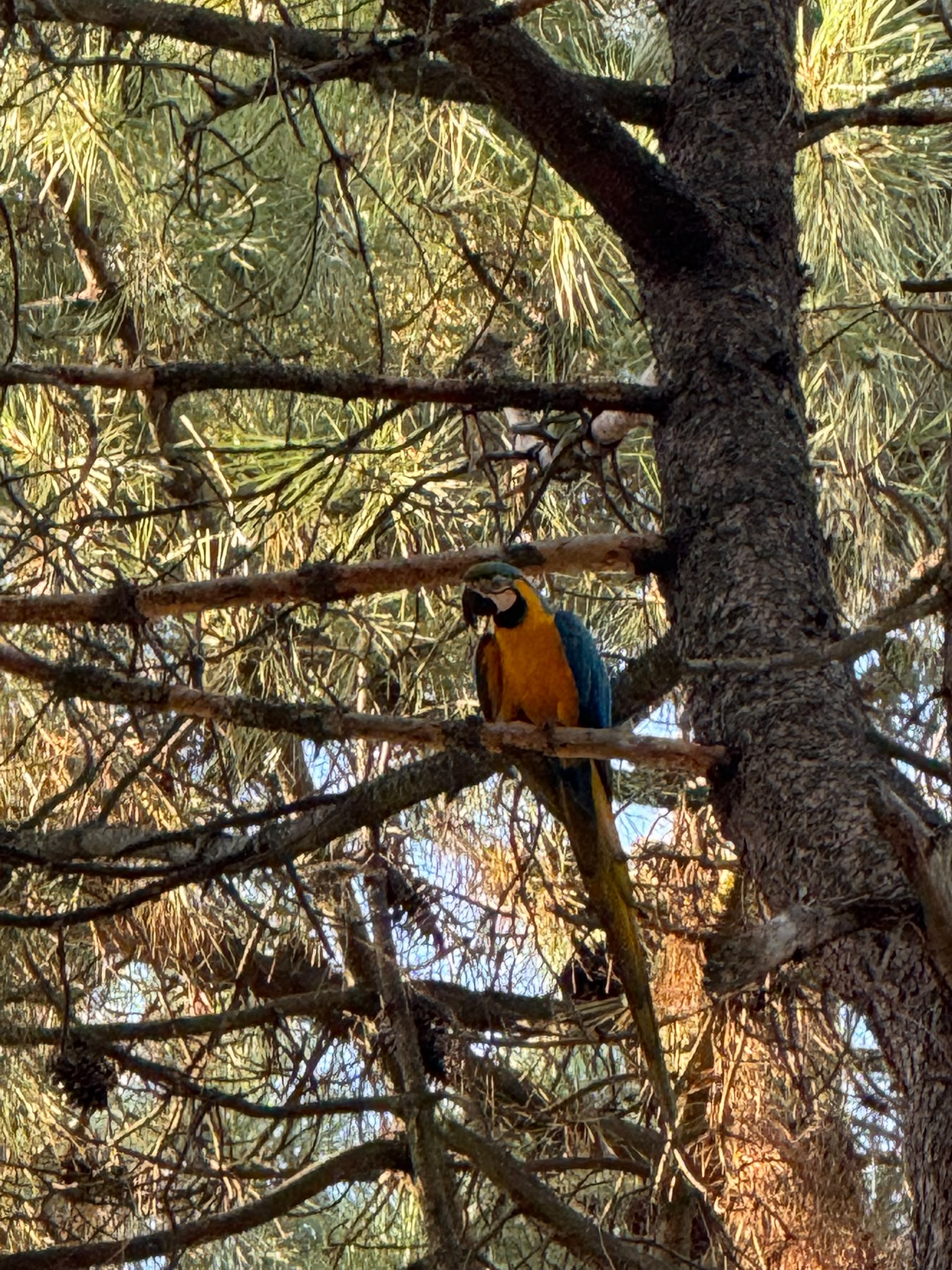 La asociación ornitológica bañezana intenta rescatar al guacamayo del Temple